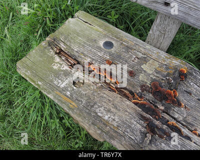 Gloeophyllum sepiarium mazegill (conifères), sur un vieux banc en bois, de l'Allemagne, Rhénanie du Nord-Westphalie Banque D'Images