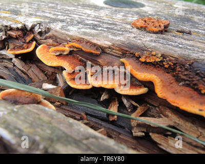 Gloeophyllum sepiarium mazegill (conifères), sur un vieux banc en bois, de l'Allemagne, Rhénanie du Nord-Westphalie Banque D'Images