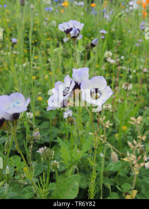 Les yeux d'oiseau, bird's-eye, gilia tricolor gilia (Gilia tricolor), blooming Banque D'Images