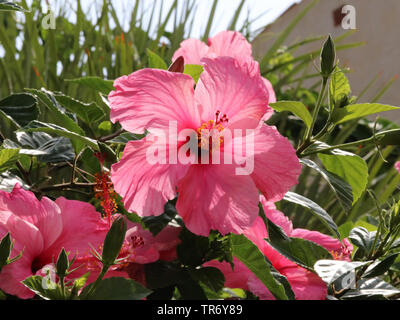 Hibiscus (Hibiscus chinois rosa-sinensis), la floraison, l'Espagne, Îles Baléares, Majorque Banque D'Images