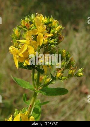 Tige carrée St John's-millepertuis (Hypericum tetrapterum), inflorescence, Allemagne, Rhénanie du Nord-Westphalie Banque D'Images