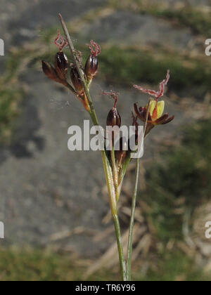 L'herbe noire, pointe-noire, pointe d'herbe de marais de sel (Juncus gerardii), la floraison, l'Allemagne, Schleswig-Holstein, dans le Nord de la Frise Orientale Banque D'Images