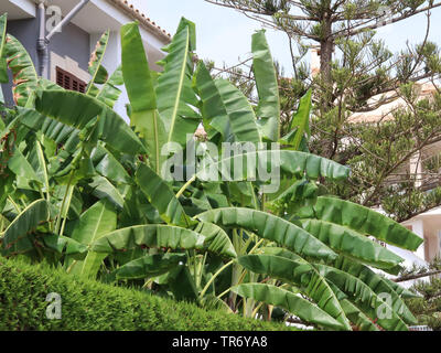 Banane (Musa paradisiaca commun var. sapientum), banane plante dans un jardin à l'avant, l'Espagne, Îles Baléares, Majorque Banque D'Images