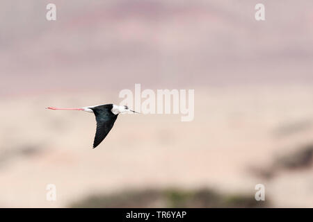 Black-winged Stilt (Himantopus himantopus), au cours de la migration printanière à North Beach, Eilat, Israël Banque D'Images