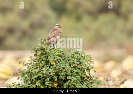 Steppe buzzard (Buteo buteo vulpinus), assis sur un buisson, Israël, Néguev, Yotvata Banque D'Images