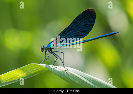 Bluewing, demoiselle agrion (Calopteryx virgo), homme sur une feuille, l'Allemagne, la Bavière Banque D'Images