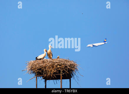 Cigogne Blanche (Ciconia ciconia), les jeunes au nid des cigognes à voler à un Boeing 737, Allemagne, Bavière, Isental Banque D'Images