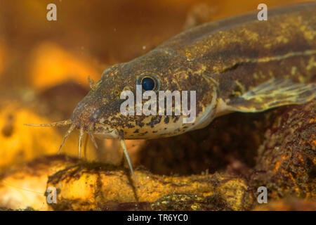 Loach pierre (Noemacheilus Barbatula barbatula, barbulatus, Nemacheilus barbatulus), portrait, side view Banque D'Images