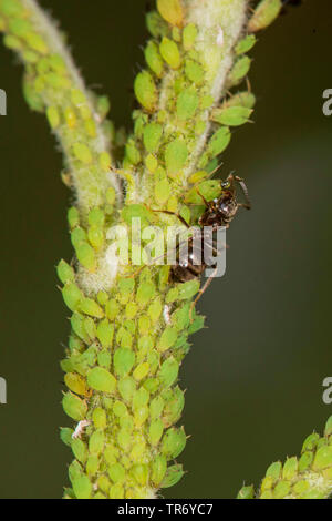 Brown (ant Lasius brunneus), traite dans une colonie de pucerons sur un Apple tree twig, Allemagne, Bavière, Isental Banque D'Images