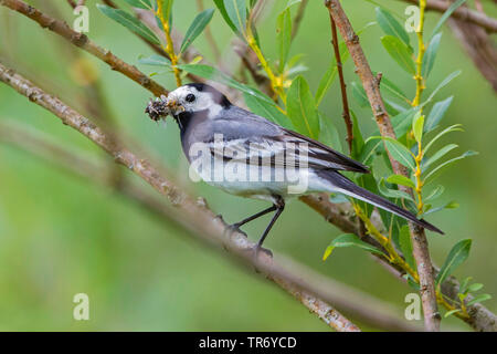 Bergeronnette grise bergeronnette printanière, Motacilla alba), (avec beaucoup d'éphémères dans le projet de loi, l'Allemagne, la Bavière Banque D'Images