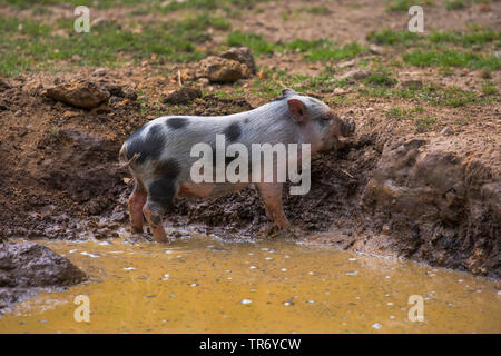 Vietnamese pot-bellied pig (Sus scrofa domestica), f. dans la shoat wallow Banque D'Images