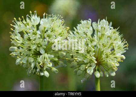 Ancrée à l'ail, oignon (Allium victorialis victoire), inflorescences, Allemagne Banque D'Images