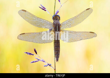 Vaste commune, écarlate Scarlet-Vert, Vert, Rouge écarlate (Crocothemis erythraea libellule, Croccothemis erythraea), Femme avec dewdrops à une tige, l'Allemagne, la Bavière Banque D'Images