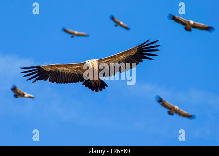 Vautour fauve (Gyps fulvus), troupe en vol dans le ciel, Croatie Banque D'Images