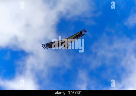 Vautour fauve (Gyps fulvus), en vol dans le ciel, Croatie Banque D'Images