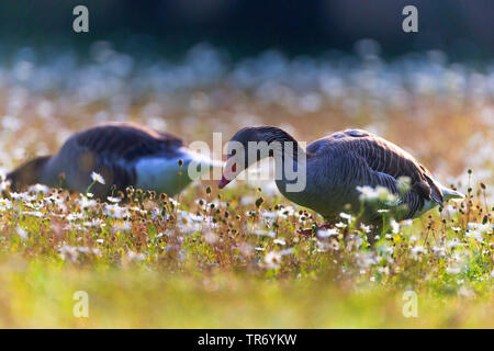 Oie cendrée (Anser anser), pair dans une prairie avec des Marguerites, Germany Banque D'Images