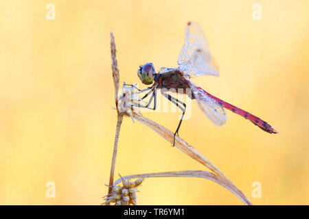 Orientale (Sympetrum sympetrum depressiusculum), homme assis à un carex, de l'Allemagne, la Bavière Banque D'Images