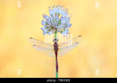 Orientale (Sympetrum sympetrum depressiusculum), homme assis à un poireau, Germany Banque D'Images
