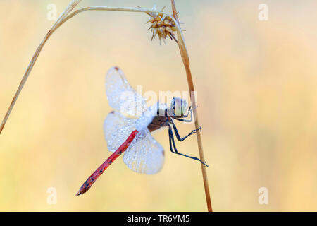 Orientale (Sympetrum sympetrum depressiusculum), homme assis à un carex, de l'Allemagne, la Bavière Banque D'Images