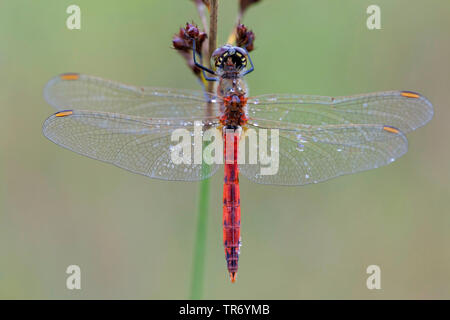 Orientale (Sympetrum sympetrum depressiusculum), homme assis à un rush, Germany Banque D'Images