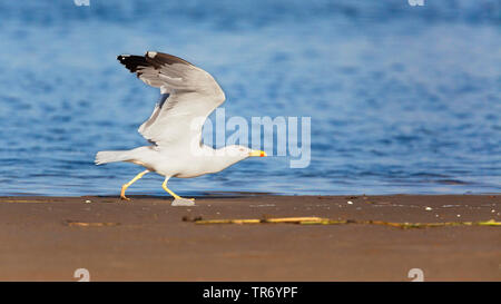 Yellow-legged Gull (Larus michahellis, Larus cachinnans michahellis), marche à pied aux ailes déployées sur la plage, en Espagne, Costa Daurada, Katalonia Banque D'Images