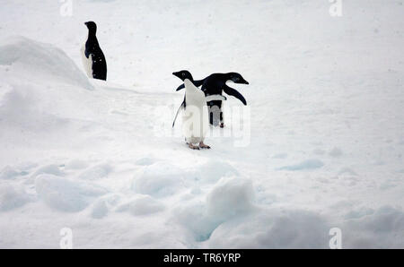 Manchot Adélie (Pygoscelis adeliae), sur la glace, l'Antarctique Banque D'Images