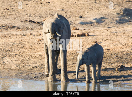 L'éléphant africain (Loxodonta africana), vache et son veau boire à un trou d'eau, l'Afrique du Sud, le Parc national Krueger Banque D'Images