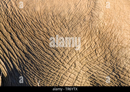 L'éléphant africain (Loxodonta africana), la peau ridée, Afrique du Sud, le Parc national Krueger Banque D'Images