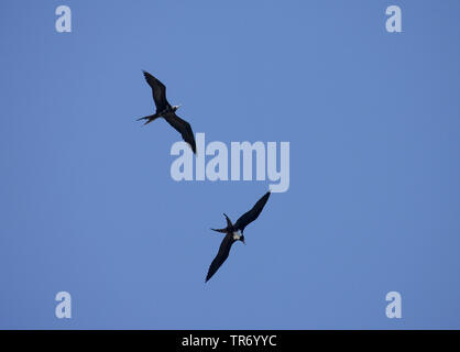 L'ascension d'oiseaux frégates (Fregata aquila), flying, Ascension Banque D'Images