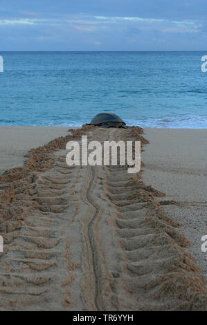 La tortue verte, tortue, tortue viande rock Atlantique, la tortue verte (Chelonia mydas), femme ramper vers la mer après la ponte des œufs, de l'Ascension Banque D'Images