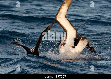 Albatros à nez jaune de l'Atlantique (Thalassarche chlororhynchos), les combats avec le pétrel à lunettes Procellaria conspicillata,, Tristan da Cunha Banque D'Images