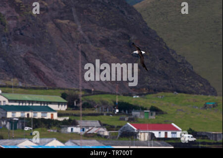 Albatros à nez jaune de l'Atlantique (Thalassarche chlororhynchos), un vol en face de Tristan da Cunha, Tristan da Cunha Banque D'Images