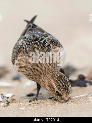 Bécasseau de Baird (Calidris bairdii), sur une plage hollandaise, Pays Bas, Hollande-du-Sud, Wassenaar Banque D'Images