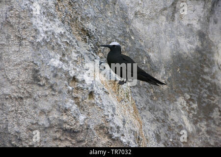 White-capped noddy noddi noir, (Anous minutus), Ascension Banque D'Images