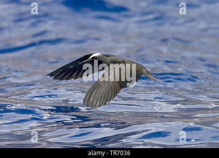 White-capped noddy noddi noir, (Anous minutus), voler au-dessus de la mer, de l'Ascension Banque D'Images