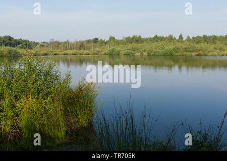 Paysage dans le parc national De Groote Peel, Pays-Bas, Noord-Brabant, le parc national De Groote Peel Banque D'Images