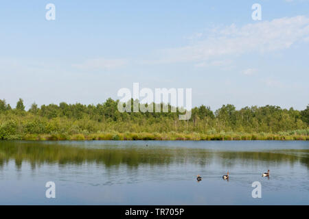 Paysage dans le parc national De Groote Peel, Pays-Bas, Noord-Brabant, le parc national De Groote Peel Banque D'Images