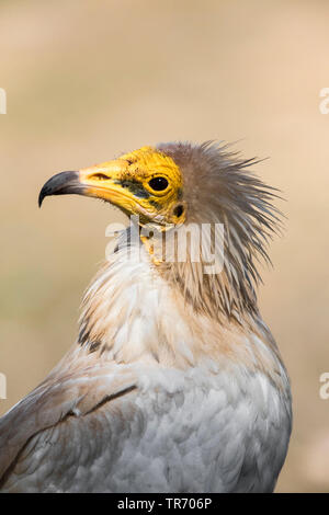 Percnoptère (Neophron percnopterus), portrait, l'Espagne, l'Estrémadure Banque D'Images