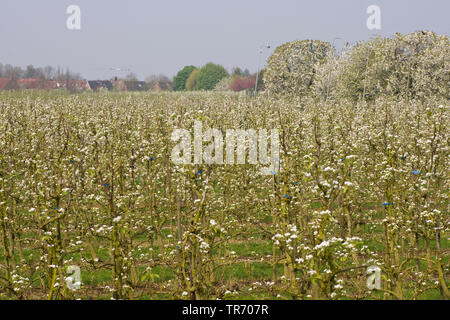 Pommier (Malus domestica), Verger en fleurs, fruits, l'espalier, Pays-Bas Gelderland Betuwe, Banque D'Images