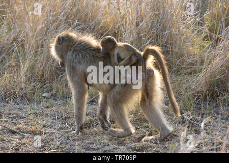 Babouin Chacma baboon, anubius, babouin doguera (Papio ursinus, Papio cynocephalus ursinus), avec les jeunes, Afrique du Sud, le Parc national Krueger Banque D'Images