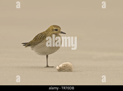 Pluvier doré européen (Pluvialis apricaria), sur la plage, l'Allemagne, Schleswig-Holstein, Helgoland Banque D'Images
