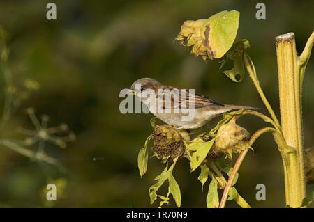 Moineau domestique (Passer domesticus), femelle sur un tournesol, Vlieland, Pays-Bas Banque D'Images