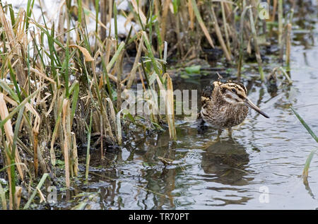 Jack snipe (Lymnocryptes minima, Lymnocryptes minimus), en quête de petit ruisseau au cours de période de gel, Pays-Bas Banque D'Images