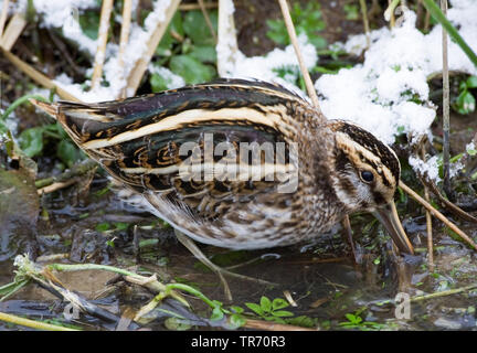 Jack snipe (Lymnocryptes minima, Lymnocryptes minimus), en quête de petit ruisseau au cours de période de gel, Pays-Bas Banque D'Images