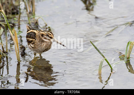 Jack snipe (Lymnocryptes minima, Lymnocryptes minimus), en quête de petit ruisseau au cours de période de gel, Pays-Bas Banque D'Images