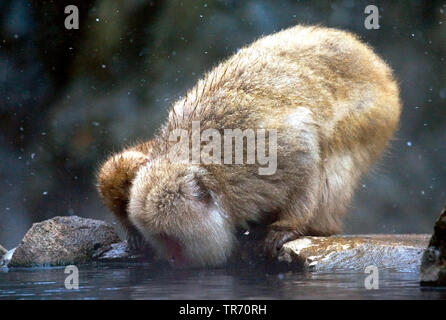 Macaque japonais, snow monkey (Macaca fuscata), boire, Japon Banque D'Images