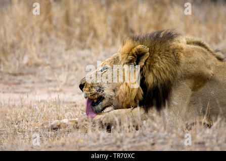 Lion (Panthera leo), se trouvant dans les savanes et lécher, Afrique du Sud, le Parc national Krueger Banque D'Images