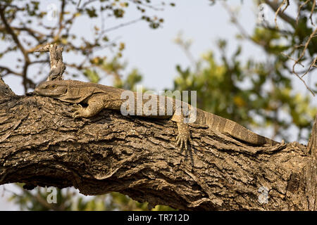 Moniteur du Nil (Varanus niloticus), allongé sur un arbre, Afrique du Sud Banque D'Images