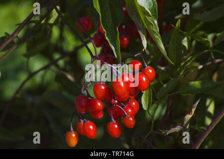 Morelle noire, morelle douce-amère, morelle woody, la morelle douce-amère (Solanum dulcamara), fruits, Allemagne Banque D'Images