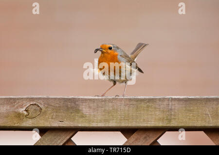 European robin (Erithacus rubecula aux abords), perché avec de la nourriture sur un jardin français, Pays Bas, Hollande-du-Sud, Katwijk Banque D'Images